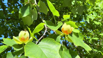 Poster - yellow tulip tree flower with green leaves in garden