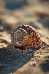 Poster - Seashell Resting on Beach Sand at Sunset, Symbolizing Summer Vacation and Coastal Relaxation, Ideal for Travel and Tourism Promotion : Generative AI