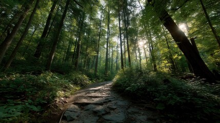 Poster - Sunlit Forest Path Through Tall Trees, Offering Serenity and a Journey Into Nature, Ideal for Wellness Retreats and Outdoor Adventure Campaigns : Generative AI