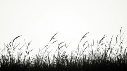 Fototapete - Monochromatic Silhouette of Tall Grass Against White Background