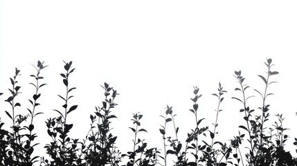 Fototapete - Silhouetted Plants Against White Background Minimalist Black and White Nature Image
