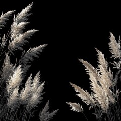 Fototapete - Silvery Pampas Grass Plumes on Black Background