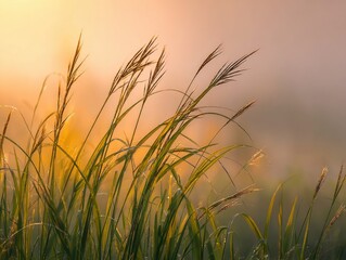 Poster - Tall grass sways gently in the morning light close up shot nature photography golden hour dew drops