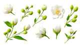 A curated collection of delicate jasmine flowers and vibrant buds, showcasing the intricate beauty of nature's artistry in a clean and captivating display.