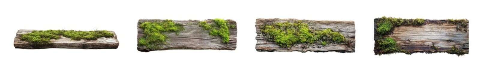 Poster - Set of Close-up view of textured surface with moss growth. isolated on transparent background
