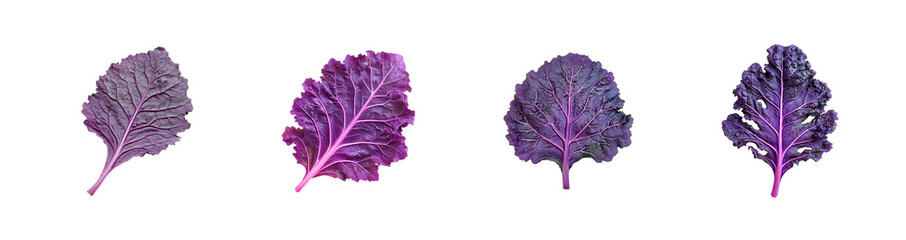 Poster - Set of Purple leaf vegetable illustration with vibrant color. isolated on transparent background