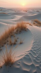 Poster - Serene White Sand Dunes with Golden Grass under Soft Sunset Light - Arid Landscape Scene