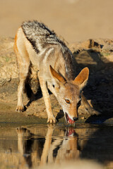Wall Mural - A black-backed jackal (Canis mesomelas) drinking water, Kalahari desert, South Africa.