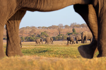 Wall Mural - an african elephant herd (loxodonta africana) framed by a large elephant, chobe national park, botsw
