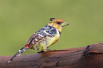 Wall Mural - a colorful crested barbet (trachyphonus vaillantii) in natural habitat, south africa.