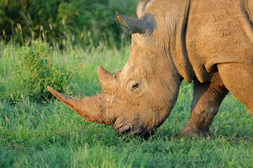 Wall Mural - close-up portrait of an endangered white rhinoceros (ceratotherium simum) grazing in natural habitat
