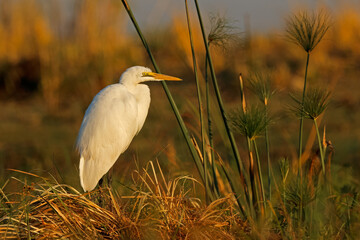 Wall Mural - a great egret (ardea alba) in natural habitat, chobe national park, botswana.