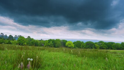 Wall Mural - calm field with grass blowing gently in wind as dark clouds gather above bright green summer trees. 