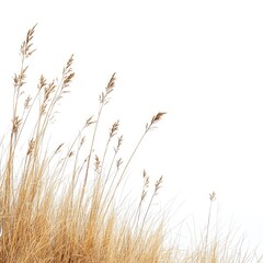 Naklejka na meble Dried grass cluster on white background