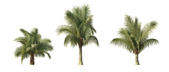 Fototapete - Realistic greenery tropical trees collection on transparent backgrounds. high quality 3d rendering. png format	