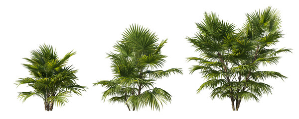 Fototapete - Realistic greenery tropical trees collection on transparent backgrounds. high quality 3d rendering. png format	