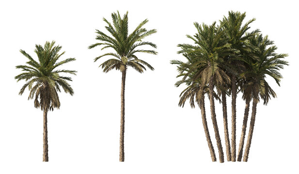 Realistic greenery tropical trees collection on transparent backgrounds. high quality 3d rendering. png format	