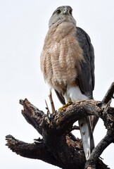 Wall Mural - a majestic copper's hawk perched in a tree, looking for prey in tucson, arizona 