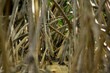 © Wirestock - Mangrove Roots in Dense Forest