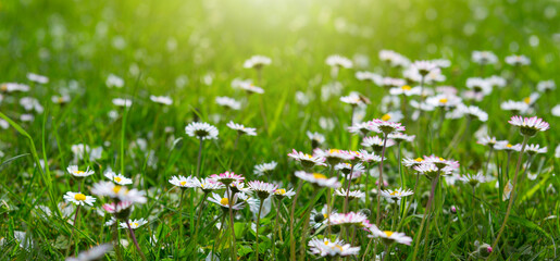 Wall Mural - in a field, daisies flourish in the green grass under the sunlight.