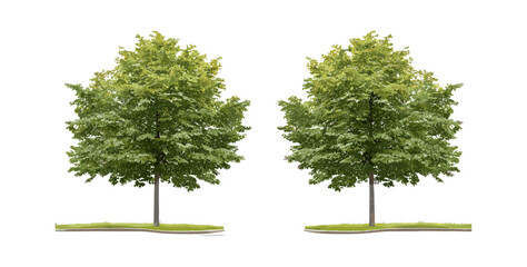 Isolated cutout Alnus cremastogyne street tree collection, frontal view, vector illustration, urban planting, landscape architecture resource, realistic foliage, nature scene asset.