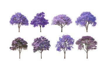 Blue jacaranda, Jacaranda mimosifolia, black poui tree, Nupur, fern tree isolated, botanical plant, tropical tree cutout, nature tree vector illustration.