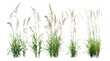 © aura studio - Cutout Panicum virgatum switchgrass and Stipa capillata grasses, vector illustration, natural prairie plants, meadow grass species, wild flora, botanical grass illustration, grassland vegetation.