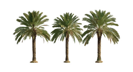 Date palm tree Phoenix dactylifera isolated vector illustration, tropical desert plant, palm leaves, arid zone flora, botanical clipart, nature tree silhouette.