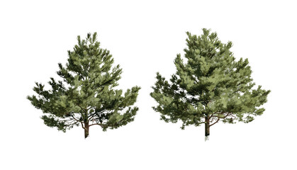 Isolated Pinus muricata tree set, bishop pine cutout, vector illustration, coniferous forest tree, wild nature, botanical species, woodland greenery, outdoor landscape design.