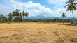 © acilll - Serene Golden Rice Paddy Field under a Tropical Sky
