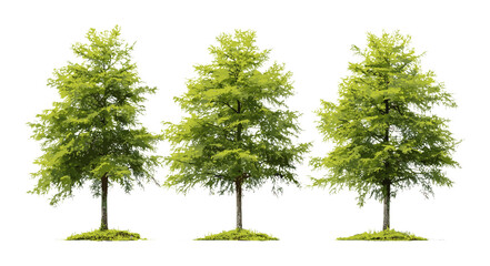 Taxodium ascendens trees isolated cutout, pond cypress set, swamp tree species, vector illustration, wetland forest, native conifer, water-tolerant tree, natural landscape.