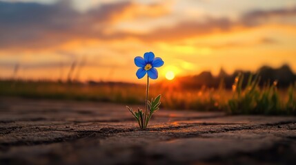 Poster - A solitary blue flower stands tall with delicate petals against a dramatic orange sunset, contrasting cool and warm tones