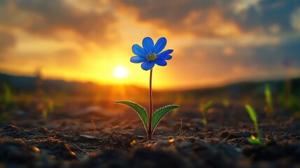 Poster - A solitary blue flower stands tall with delicate petals against a dramatic orange sunset, contrasting cool and warm tones