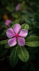Poster - Close-up of a Pink Vinca Flower with Water Droplets on Petals and Green Leaves, Eye-Level, Natural Light, Garden Setting