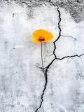 Orange Poppy Flower Growing Through Cracked Wall Resilience Nature Life Hope Gray Wild Stem Plant