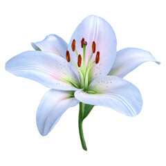Poster - Beautiful White Lily Flower in Full Bloom on a Transparent Background, isolated on transparent background.