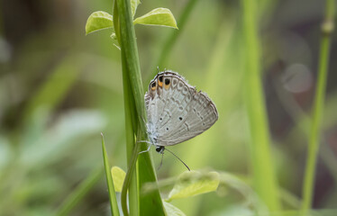Wall Mural - the peablue lampides boeticus (linnaeus,1767) on the green leaf macro shot.