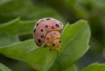 Wall Mural - ladybug it is a macro photo shoot.
