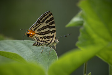 Wall Mural - club silverline (spindasis syama) silver striped butterfly it is a butterfly in the blue butterfly f