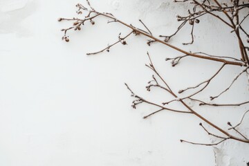 Poster - Winter Branch Against White Wall Minimalist Aesthetic Top-Down View Cold Weather Nature Photography for Backgrounds and Textures