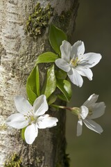 Wall Mural - White Cherry Blossoms Blooming on Tree Trunk Close Up Spring Season Macro Shot Natural Light