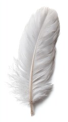 Poster - Elegant White Feather Close Up Studio Shot on White Background Symbol of Purity and Lightness Bird Plumage