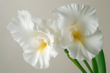 Poster - Close-up of Two Elegant White Iris Flowers in Full Bloom with Yellow Centers on a Neutral Background