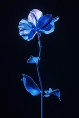 Poster - Blue flower portrait against black background, backlit, ethereal, single stem, studio shot, elegant, botanical