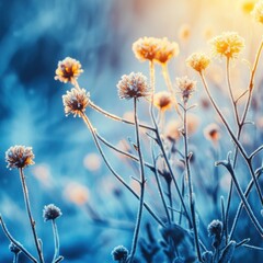 Poster - Frosted Wildflowers Glowing in Winter Sunlight Close Up Shot Nature Photography Cold Blue Background