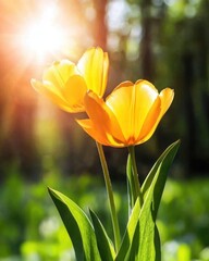 Wall Mural - Two Yellow Tulips Blooming in Sunlight Close Up View Springtime Garden Scene Nature Photography