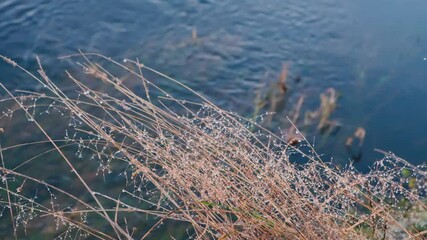 Aufkleber - Autumn grass with water drops slowly swaying against the background of flowing water in the river, tranquility meditation and contemplation of nature concept