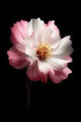 Aufkleber - Elegant Pink and White Flower Blossom on Black Background Close Up Studio Shot Detailed Texture