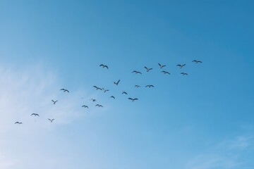 Poster - capture breathtaking aerial view of birds in flight from drone eye top-down perspective ensure image