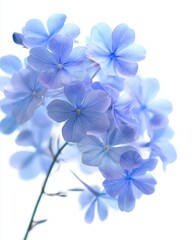 Aufkleber - Delicate Blue Plumbago Flowers Blooming in Springtime Macro Close Up Shot on White Background